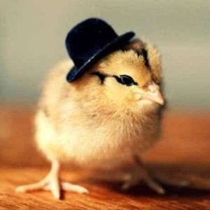 Meet your Posher, Gabi